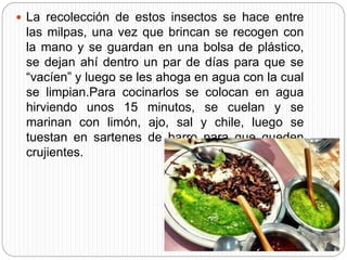  La recolección de estos insectos se hace entre
las milpas, una vez que brincan se recogen con
la mano y se guardan en una bolsa de plástico,
se dejan ahí dentro un par de días para que se
“vacíen” y luego se les ahoga en agua con la cual
se limpian.Para cocinarlos se colocan en agua
hirviendo unos 15 minutos, se cuelan y se
marinan con limón, ajo, sal y chile, luego se
tuestan en sartenes de barro para que queden
crujientes.
 