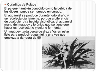  Curaditos de Pulque
El pulque, también conocido como la bebida de
los dioses, puede ser tomado en curado.
El aguamiel se produce durante todo el año y
se recolecta diariamente, porque a diferencia
de cualquier otra bebida alcohólica, el aguamiel
mana del maguey y lo único que se tiene que
hacer es recolectarlo y dejarlo fermentar.
Un maguey tarda cerca de diez años en estar
listo para producir aguamiel, y una vez que
empieza a dar dura de 90 a 150 días.
 