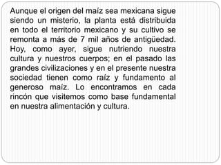 Aunque el origen del maíz sea mexicana sigue
siendo un misterio, la planta está distribuida
en todo el territorio mexicano y su cultivo se
remonta a más de 7 mil años de antigüedad.
Hoy, como ayer, sigue nutriendo nuestra
cultura y nuestros cuerpos; en el pasado las
grandes civilizaciones y en el presente nuestra
sociedad tienen como raíz y fundamento al
generoso maíz. Lo encontramos en cada
rincón que visitemos como base fundamental
en nuestra alimentación y cultura.
 