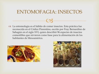 
 La entomofagia es el hábito de comer insectos. Esta práctica fue
reconocida en el Códice Florentino, escrito por Fray Bernardino de
Sahagún en el siglo XVI, quien describió 96 especies de insectos
comestibles que sirvieron como base para la alimentación de los
habitantes de Mesoamérica.
ENTOMOFAGIA: INSECTOS
 