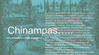 Chinampas…..
Cuando el agua cae en este territorio surgen como en
una gran chinampa los policultivos silvestres que
hacen la base de la comida jalisciense y la de México.
Abundan las plantas de tomates verdes y rojos
(jitomates), diversos tipos de calabazas,
de quelites o hierbas, entre las cuales están
las verdolagas, los berros, diversos tipos de chiles,
de frijoles… crecen también las poblaciones de
animales comestibles asociados a estos cultivos.
Mención especial merecen los hongos, que empiezan
a ser más populares en el gusto culinario de Jalisco.
Entre ellos destaca uno de aspecto mágico color azul
añil que crece en los bosques del municipio de
Tequila y en el bosque La Primavera, entre otros
lugares y que es llevado a los restaurantes más
sofisticados de Puerto Vallarta.
También aparece el hongo del maíz y que se come
 