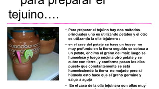 para preparar el
tejuino….
• Para preparar el tejuino hay dos métodos
principales uno es utilizando petates y el otro
es utilizando la olla tejuinera :
• en el caso del petate se hace un hueco no
muy profundo en la tierra seguido se coloca a
un petate, encima el grano del maíz luego se
humedece y luego encima otro petate y se
cubre con tierra , y conforme pasan los días
puesto que constantemente se está
humedeciendo la tierra no mojado pero si
húmedo esto hace que el grano germine y
salga la aguja
• En el caso de la olla tejuinera son ollas muy
 
