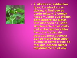 • 2. Albahaca; existen tres
tipos, la anisada para
dulces, la Thai que es
verde-rojiza y la comun
rizada y verde que utilizan
para decorar los platos.
Esta albahaca es usada
simplemente en el sofrito
junto a los ajos los chiles
frescos y la salsa de
pescado para aderezar
con su maravilloso sabor
cualquier carne o fruto de
mar que desean saltear
rapidamente en el wok.
 