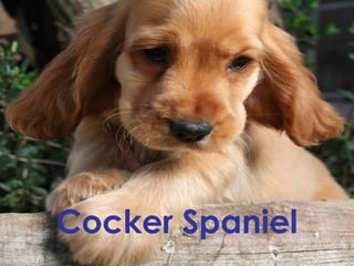 Cocker Spaniel 