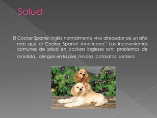 El Cocker Spaniel Inglés normalmente vive alrededor de un año
más que el Cocker Spaniel Americano.9 Los incovenientes
comunes de salud en cockers ingleses son: problemas de
mordida, alergias en la piel, timidez, cataratas, sordera

 