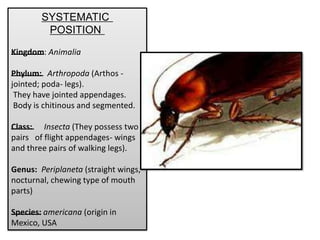 cockroach | PPT