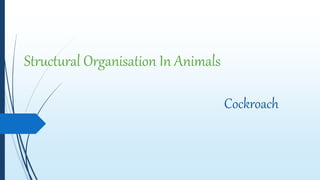 Structural Organisation In Animals
Cockroach
 