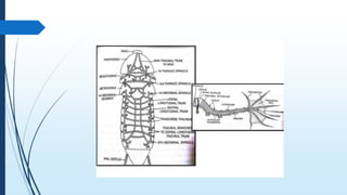 Cockroach | PPTX