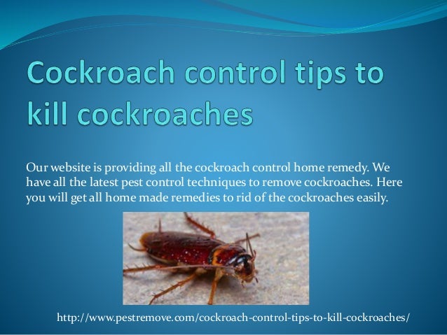 Cockroach Control Tips To Kill Cockroaches