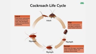 COCKROACHES:climate, facts, diseases, types | PPTX