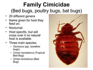 Cockroaches and disease | PPT