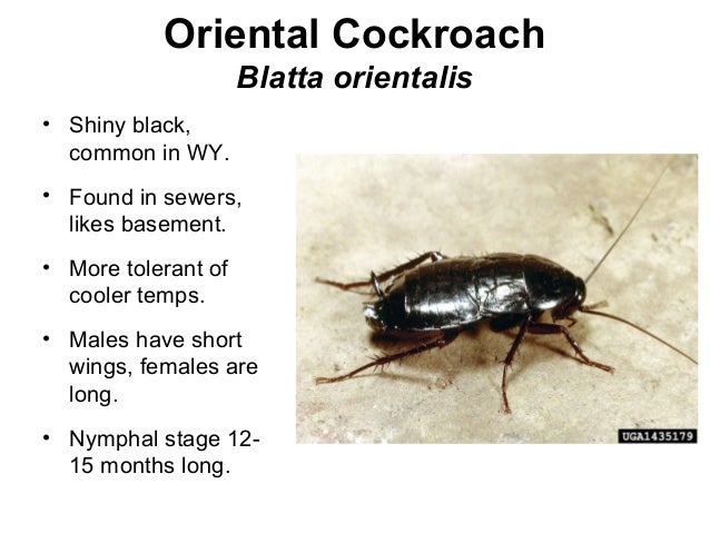 Cockroach Sickness Symptoms | Roach | cockroach | Insect