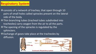 Respiratory System
consists of a network of trachea, that open through 10
pairs of small holes called spiracles present on the lateral
side of the body.
Thin branching tubes (tracheal tubes subdivided into
tracheoles) carry oxygen from the air to all the parts.
The opening of the spiracles is regulated by the
sphincters.
Exchange of gases take place at the tracheoles by
diffusion.
 