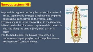 Nervous system (NS)
spread throughout the body & consists of a series of
fused, segmentally arranged ganglia joined by paired
longitudinal connectives on the ventral side.
Three ganglia lie in the thorax, & six in the abdomen.
Head holds a bit of a nervous system while the rest is
situated along the ventral (belly-side) part of its
body.
In the head region, the brain is represented by
supra-oesophageal ganglion which supplies nerves
to antennae & compound eyes.
 