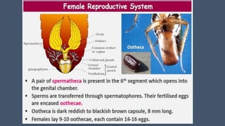 COCKROACH ( structural organization in animal) full pdf
