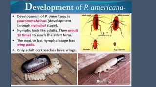 COCKROACH ( structural organization in animal) full pdf