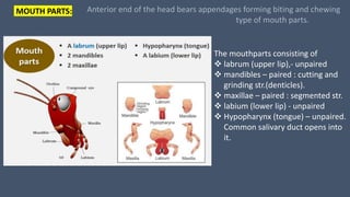 MOUTH PARTS:
The mouthparts consisting of
 labrum (upper lip),- unpaired
 mandibles – paired : cutting and
grinding str.(denticles).
 maxillae – paired : segmented str.
 labium (lower lip) - unpaired
 Hypopharynx (tongue) – unpaired.
Common salivary duct opens into
it.
Anterior end of the head bears appendages forming biting and chewing
type of mouth parts.
 