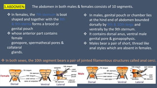 3.ABDOMEN: The abdomen in both males & females consists of 10 segments.
 In females, the 7th sternum is boat
shaped and together with the 8th
& 9th sterna forms a brood or
genital pouch
 whose anterior part contains
female
gonopore, spermathecal pores &
collateral
glands.
 In males, genital pouch or chamber lies
at the hind end of abdomen bounded
dorsally by 9th & 10th terga and
ventrally by the 9th sternum.
 It contains dorsal anus, ventral male
genital pore & gonapophysis.
 Males bear a pair of short, thread like
anal styles which are absent in females.
 In both sexes, the 10th segment bears a pair of jointed filamentous structures called anal cerci.
 