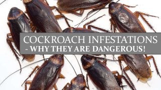 COCKROACH INFESTATIONS
- WHY THEY ARE DANGEROUS!
 