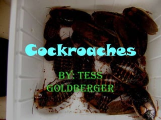 Cockroaches
    By: Tess
  Goldberger
 