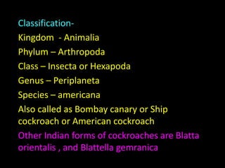 Cockroch (Periplaneta americana).pptx