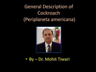 General Description of
Cockroach
(Periplaneta americana)
• By – Dr. Mohit Tiwari
 