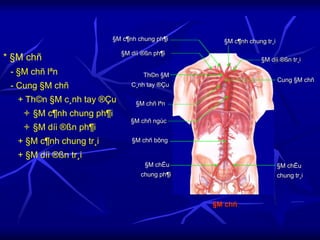 * §M chñ
- §M chñ lªn
- Cung §M chñ
+ Th©n §M c¸nh tay ®Çu
 §M c¶nh chung ph¶i
 §M díi ®ßn ph¶i
+ §M c¶nh chung tr¸i
+ §M díi ®ßn tr¸i
§M chñ
§M chñ lªn
Th©n §M
C¸nh tay ®Çu
§M díi ®ßn ph¶i
§M c¶nh chung ph¶i §M c¶nh chung tr¸i
§M díi ®ßn tr¸i
§M chñ ngùc
Cung §M chñ
§M chñ bông
§M chËu
chung ph¶i
§M chËu
chung tr¸i
 