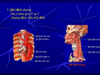 1. §M c¶nh chung
- Kh¸c nhau gi÷a P vµ T
- Xoang c¶nh, tiÓu thÓ c¶nh
§M phÕ qu¶n tr¸i
§M gian sên sau
§M chñ ngùc
§M gian sên sau
(tõ §M díi ®ßn)
§M c¶nh chung
§M c¶nh ngoµ
§M c¶nh trong
§M c¶nh chun
 