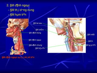 2. §M c¶nh ngoµi
- §M th¸i d¬ng n«ng
- §M hµm trªn
§M c¶nh ngoµi vµ c¸c nh¸nh bªn
§M c¶nh ngoµi
§M c¶nh trong
§M c¶nh chung
§M tai sau
§M chÈm
§M hÇu lªn
§M mÆt
§M lìi
§M gi¸p trªn
 