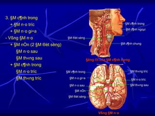 3. §M c¶nh trong
+ §M n·o tríc
+ §M n·o gi÷a
- Vßng §M n·o
+ §M nÒn (2 §M ®èt sèng)
§M n·o sau
§M th«ng sau
+ §M c¶nh trong
§M n·o tríc
§M th«ng tríc
§êng ®i cña §M c¶nh trong
§M c¶nh chung
§M c¶nh ngoµi
§M c¶nh trong
§M ®èt sèng
§M ®èt sèng
§M nÒn
§M n·o sau §M th«ng sau
§M n·o tríc
§M n·o gi÷a
§M th«ng tríc
§M c¶nh trong
Vßng §M n·o
 