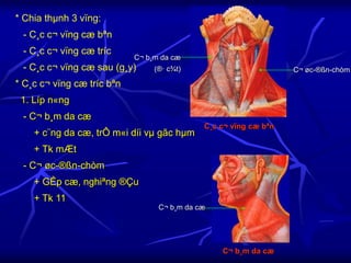 * Chia thµnh 3 vïng:
- C¸c c¬ vïng cæ bªn
- C¸c c¬ vïng cæ tríc
- C¸c c¬ vïng cæ sau (g¸y)
* C¸c c¬ vïng cæ tríc bªn
1. Líp n«ng
- C¬ b¸m da cæ
+ c¨ng da cæ, trÔ m«i díi vµ gãc hµm
+ Tk mÆt
- C¬ øc-®ßn-chòm
+ GÊp cæ, nghiªng ®Çu
+ Tk 11
C¸c c¬ vïng cæ bªn
C¬ b¸m da cæ
(®· c¾t) C¬ øc-®ßn-chòm
C¬ b¸m da cæ
C¬ b¸m da cæ
 