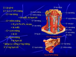 C¬ hµm-mãng C¬ tr©m-mãng
C¬ hai bông
C¸c c¬ trªn mãng
2. Líp gi÷a
2.1 C¸c c¬ trªn mãng
- C¬ hai bông
+ tk mÆt, tk hµm díi
- C¬ tr©m-mãng
+ ®¸y lìi lªn trªn, ra sau
+ tk mÆt
- C¬ c»m-mãng
+ tk CI
- C¬ hµm-mãng
+ tk hµm díi
* §éng t¸c: n©ng x¬ng mãng,
h¹ x¬ng hµm díi
C¬ hµm-mãng
C¸c c¬ vïng cæ tríc
C¬ tr©m-mãng
C¬ hai bông
C¬ gi¸p-mãng
C¬ øc-gi¸p
C¬ vai-mãng
(®· c¾t)
C¬ øc-mãng
(®· c¾t)
X¬ng mãng
C¬ vai-mãng
C¬ øc-mãng
X¬ng øc
 