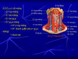 2.2 C¸c c¬ díi mãng
- C¬ vai-mãng
- C¬ øc-mãng
- C¬ øc-gi¸p
- C¬ gi¸p-mãng
+ H¹ x¬ng mãng
+ H¹ thanh qu¶n (trõ c¬ gi¸p-
mãng)
+ Quai cæ
C¬ hµm-mãng
C¸c c¬ vïng cæ tríc
C¬ tr©m-mãng
C¬ hai bông
C¬ gi¸p-mãng
C¬ øc-gi¸p
C¬ vai-mãng
(®· c¾t)
C¬ øc-mãng
(®· c¾t)
X¬ng mãng
C¬ vai-mãng
C¬ øc-mãng
X¬ng øc
 