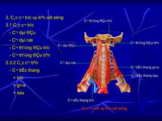 3. C¸c c¬ tríc vµ bªn cét sèng
3.1 C¸c c¬ tríc
- C¬ dµi ®Çu
- C¬ dµi cæ
- C¬ th¼ng ®Çu tríc
- C¬ th¼ng ®Çu bªn
2.3.2 C¸c c¬ bªn
- C¬ bËc thang
+ tríc
+ gi÷a
+ sau
C¬ bËc thang tríc
C¸c c¬ tríc vµ bªn cét sèng
C¬ bËc thang gi÷a
C¬ bËc thang sau
C¬ dµi ®Çu
C¬ dµi cæ
C¬ th¼ng ®Çu bªn
C¬ th¼ng ®Çu tríc
 