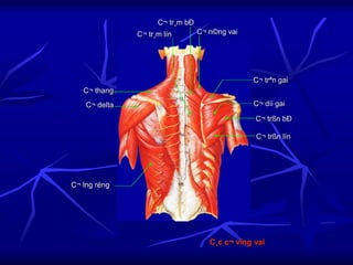 C¸c c¬ vïng vai
C¬ trªn gai
C¬ thang
C¬ delta
C¬ lng réng
C¬ n©ng vai
C¬ tr¸m bÐ
C¬ tr¸m lín
C¬ díi gai
C¬ trßn bÐ
C¬ trßn lín
 