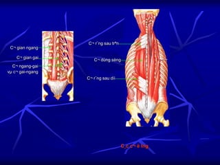 C¸c c¬ ë lng
C¬ dùng sèng
C¬ r¨ng sau trªn
C¬ r¨ng sau díi
C¬ gian ngang
C¬ gian gai
C¬ ngang-gai
vµ c¬ gai-ngang
 