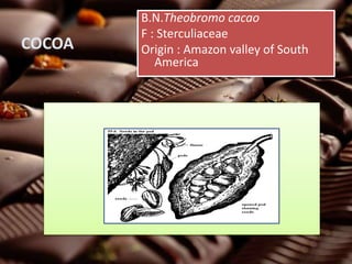 COCOA
B.N.Theobromo cacao
F : Sterculiaceae
Origin : Amazon valley of South
America
 