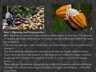 Step 2. Ripening and Fermentation:
After the pods are harvested , they are left to further ripen for few days. This process
of ripening also helps to loosen out the exterior skin from the pulp in which the beans
are embedded.
The pods are split open with a sharp blow in a swift manner so that the seeds are not
damaged .
The shell opens up exposing the concealed seeds that are creamy yellow in colour .
These beans are sticky and pulpous at this stage and are collected in large containers
or pits and left to ferment for a period of at lest 5 – 6 days covered with banana
leaves.
These undergo biochemical changes during which the bitterness subsides and flavour
develops. The yellow creamy beans transform into light coloured beans , now called
cocoa seeds.
 