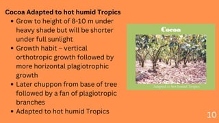 Coco Tree Base COCOA (1).pdf