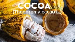 (Theobroma cacao L.)
 
