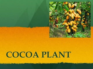 COCOA PLANT
 