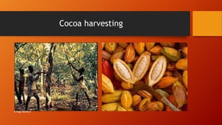 Cocoa harvesting
R.Raga Madhuri
 