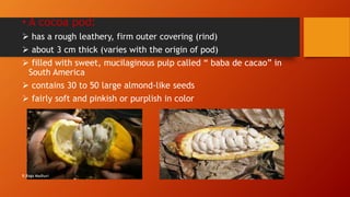 • A cocoa pod:
 has a rough leathery, firm outer covering (rind)
 about 3 cm thick (varies with the origin of pod)
 filled with sweet, mucilaginous pulp called “ baba de cacao” in
South America
 contains 30 to 50 large almond-like seeds
 fairly soft and pinkish or purplish in color
R.Raga Madhuri
 