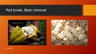 Pod break, Bean removal
R.Raga Madhuri
 