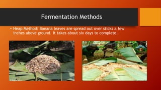 Fermentation Methods
• Heap Method: Banana leaves are spread out over sticks a few
inches above ground. It takes about six days to complete.
R.Raga Madhuri
 