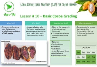 Lesson # 10 – Basic Cocoa Grading
What is It?
•The process of making
sure that you are
producing cocoa beans
of high quali...