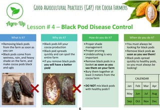 Lesson # 4 – Black Pod Disease Control
6
When do you do it?
•You must always be
looking for black pods
•Remove black pods ...