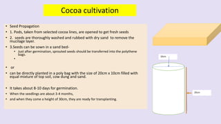 • Seed Propagation
• 1. Pods, taken from selected cocoa lines, are opened to get fresh seeds
• 2. seeds are thoroughly was...