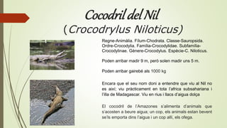 Cocodrildel Nil
(Crocodrylus Niloticus)
El cocodril de l’Amazones s’alimenta d’animals que
s’acosten a beure aigua; un cop, els animals estan bevent
se’ls emporta dins l’aigua i un cop allí, els ofega.
Encara que el seu nom doni a entendre que viu al Nil no
es així; viu pràcticament en tota l’africa subsahariana i
l’illa de Madagascar. Viu en rius i llacs d’aigua dolça
Regne-Animàlia. Fílum-Chodrata. Classe-Sauropsida.
Ordre-Crocodylia. Família-Crocodylidae. Subfamília-
Crocodylinae. Gènere-Crocodylus. Espècie-C. Niloticus.
Poden arribar madir 9 m, però solen madir uns 5 m.
Poden arribar gairebé als 1000 kg
 