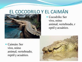 EL COCODRILO Y EL CAIMÁN
                        Cocodrilo: Ser
                        vivo, reino
                        animal, vertebrado, r
                        eptil y acuático.




 Caimán: Ser
 vivo, reino
 animal, vertebrado,
 reptil y acuático.
 